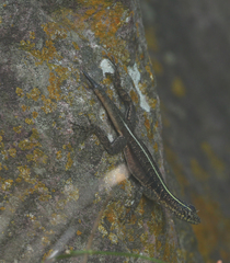 Tropidurus semitaeniatus