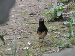 Turdus dissimilis