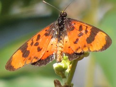 Acraea acara