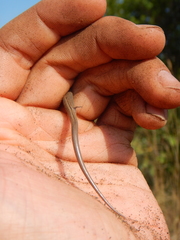 Chalcides chalcides