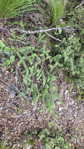 Veronica vernicosa, photograph 6