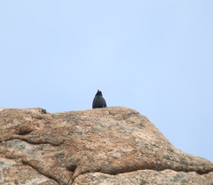 Corvus macrorhynchos