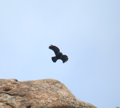 Corvus macrorhynchos