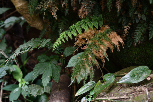 Callistopteris apiifolia observed 2026-01-31