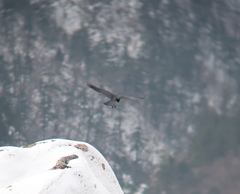 Corvus macrorhynchos