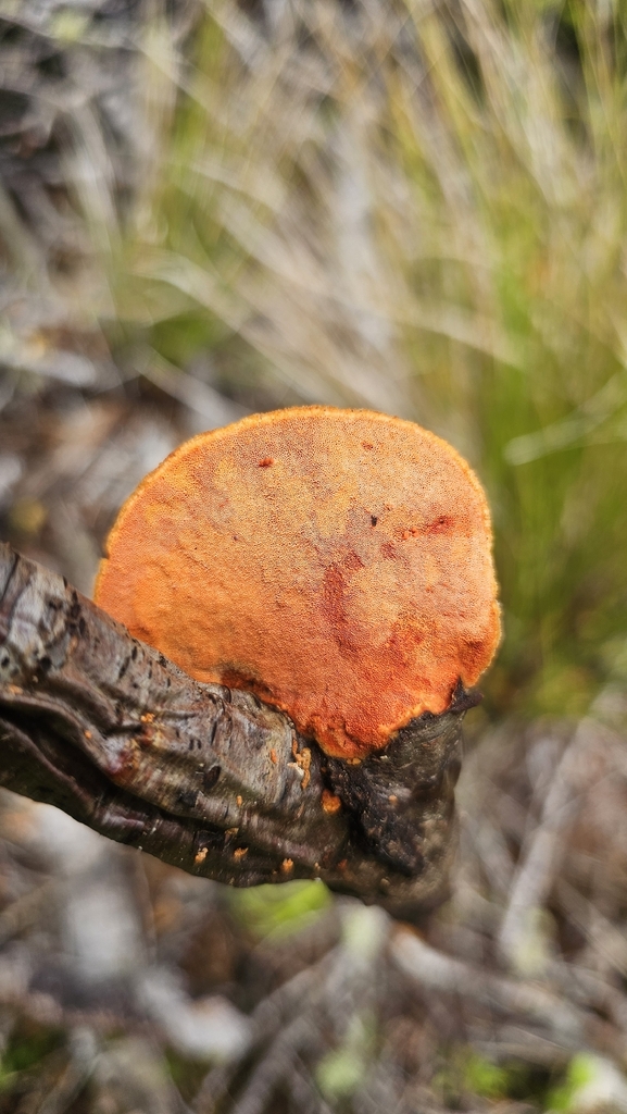 Trametes coccinea · February 2026 · photo: © henryahh (iNaturalist, cc0)