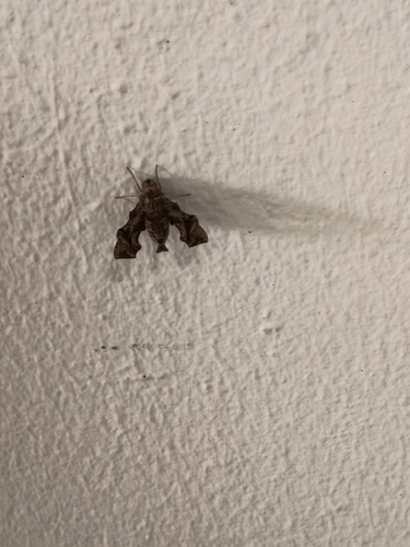 Even-banded hawkmoth