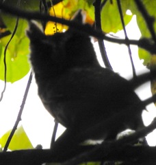 Otus lempiji