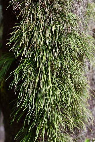 Vaginularia junghuhnii observed 2026-01-31