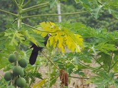 Turacoena manadensis