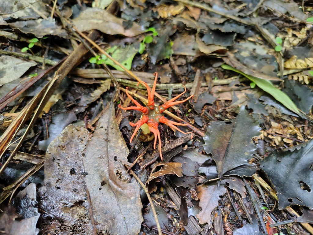 Aseroe rubra · February 2026 · photo: © kelvinperrie (iNaturalist, cc-by)