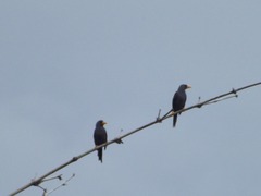 Scissirostrum dubium