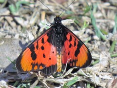 Acraea acara