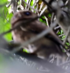 Otus lempiji