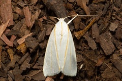 Cryptophasa flavolineata