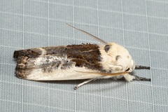 Cryptophasa albacosta