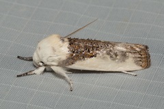 Cryptophasa albacosta