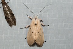 Cryptophasa ochroleuca