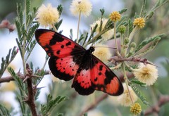 Acraea acara