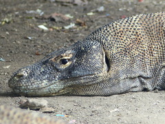 Varanus komodoensis