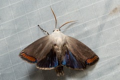 Thysiarcha ecclesiastis