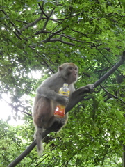 Macaca mulatta
