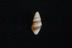 Conoidea