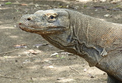 Varanus komodoensis