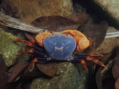 Nanhaipotamon aculatum