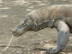 Varanus komodoensis