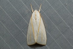 Cryptophasa flavolineata