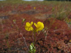 Utricularia cornuta