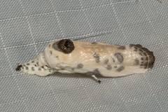 Arignota stercorata
