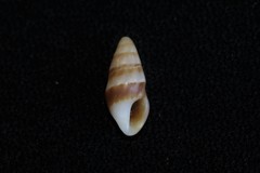 Conoidea