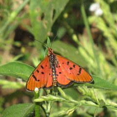 Acraea aglaonice