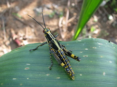 Zonocerus variegatus