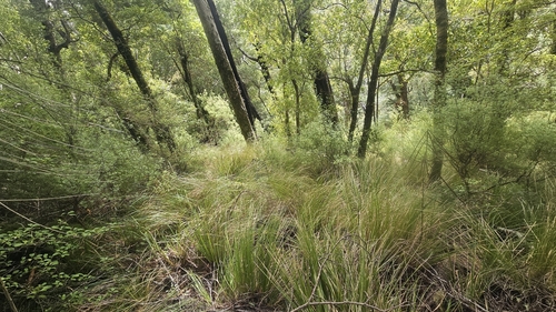 Chionochloa cheesemanii, 2026-02-04