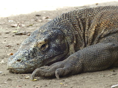 Varanus komodoensis