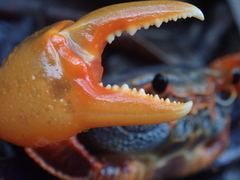 Nanhaipotamon aculatum