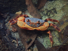 Nanhaipotamon aculatum