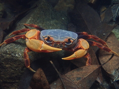 Nanhaipotamon aculatum