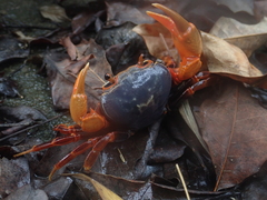 Nanhaipotamon aculatum