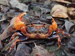 Nanhaipotamon aculatum