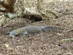 Varanus komodoensis