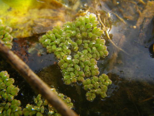 Azolla pinnata subsp. africana image