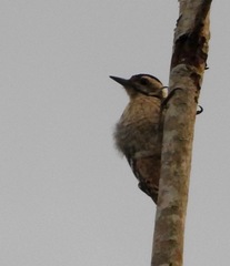 Dendrocopos analis