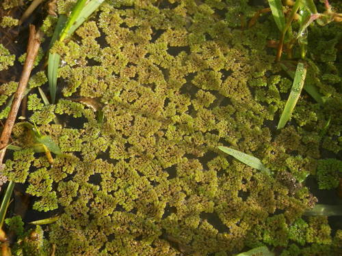 Azolla pinnata subsp. africana image