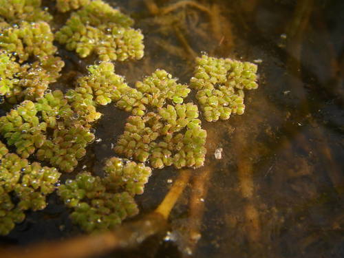 Azolla pinnata subsp. africana image