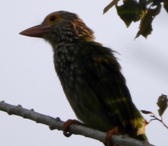 Psilopogon lineatus