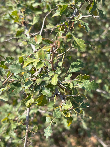 Mysore sumac
